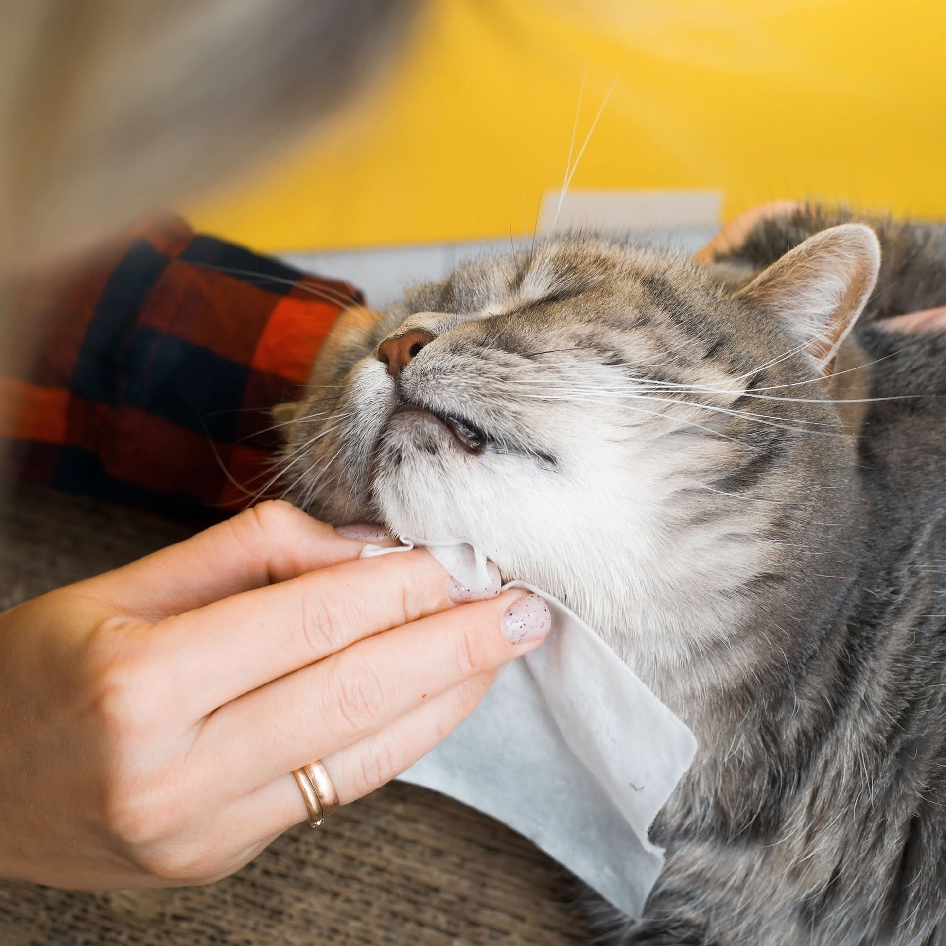 Furry Fresh Pet Wipes - Lavender Scented, 100 Extra Large Wipes - TrendDora